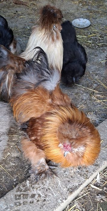 Sprzedam koguty silki