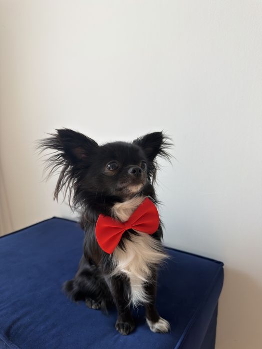 Reproduktor Chihuahua długowłosa -krycie