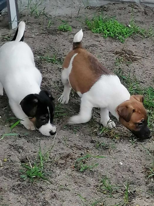 Jack russell terrier