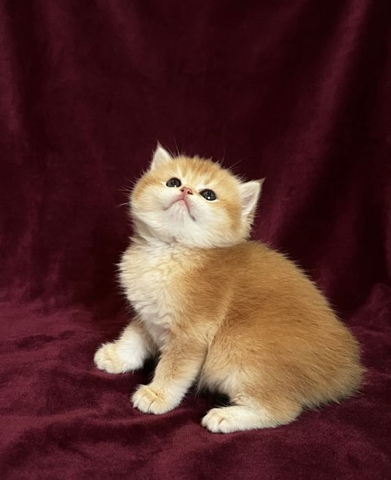 Золота  шиншила котенята