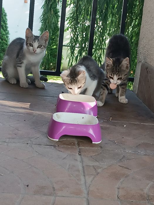 Trzy kotki szukają kochającego domu