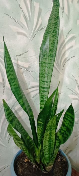 Сансевієрія санса