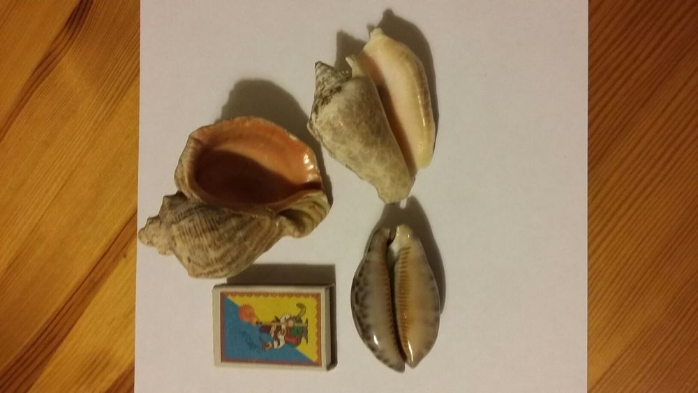 Ракушки 3 шт.