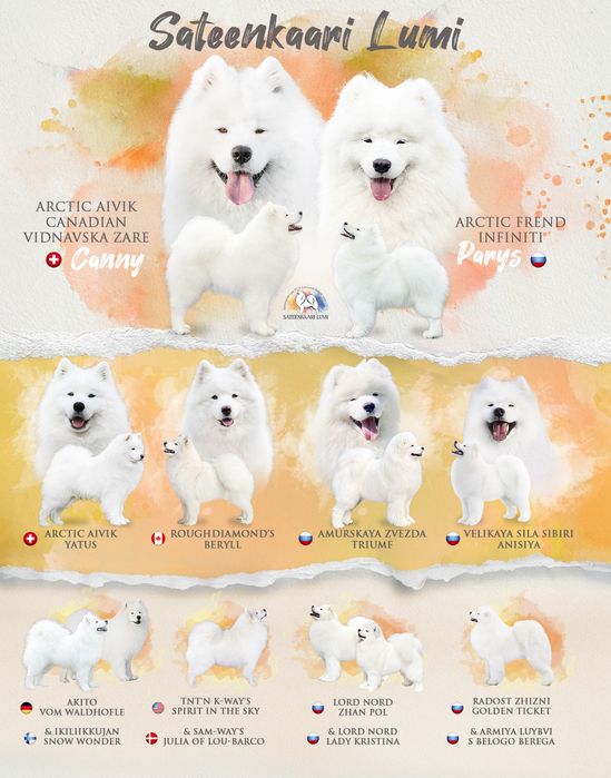 Samoyed suczka Zkwp/FCI odbiór luty 2026