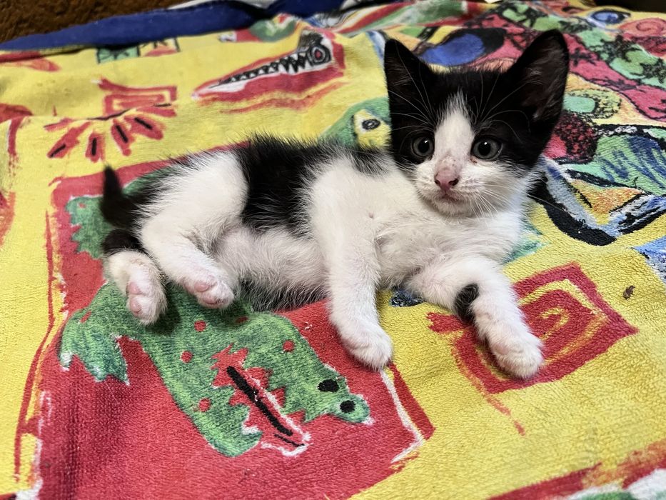 Кошеня киця 1,5 міс