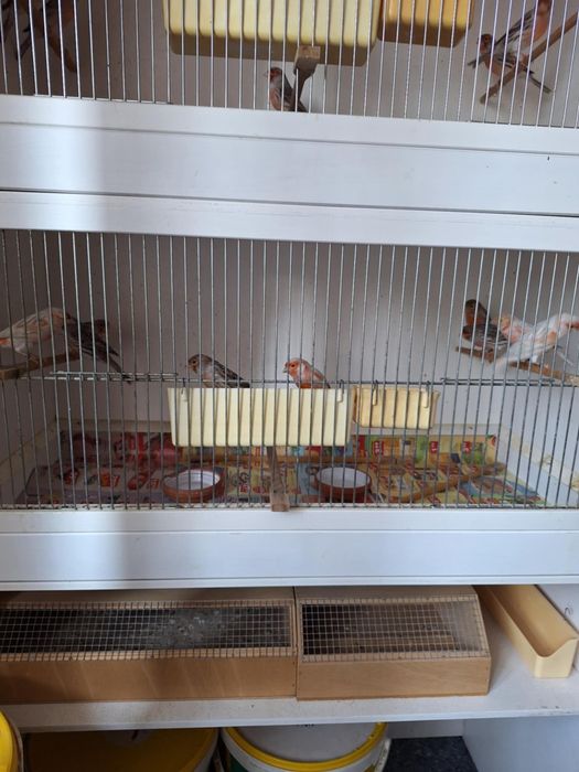 Kanarki agat czerwono pierśny