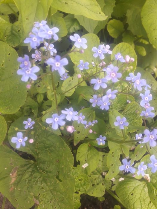 Лимоное дерево с плодами и без!