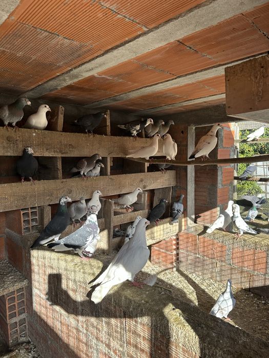 Pombos correios linha antiga