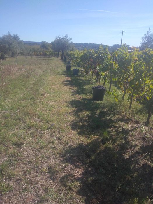 Vendem-se uvas para vinho , Zona Ansião