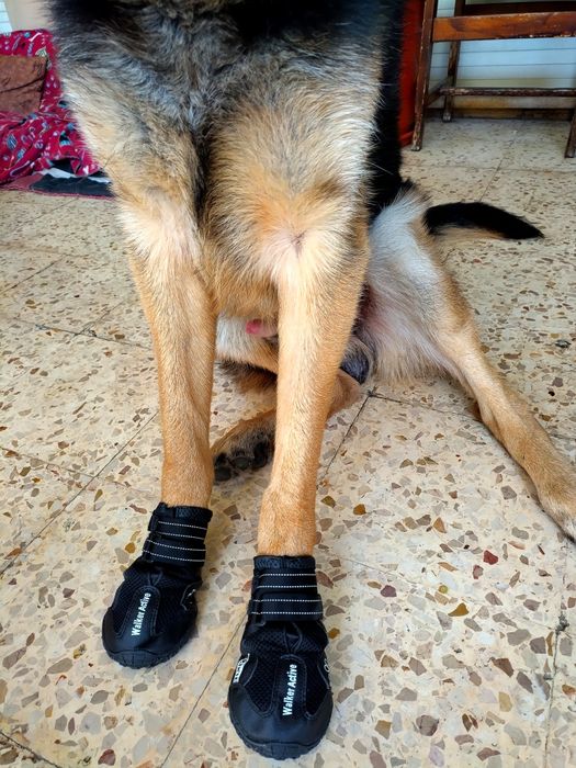 4 Botas Walker Active Trixie XL (Novas)