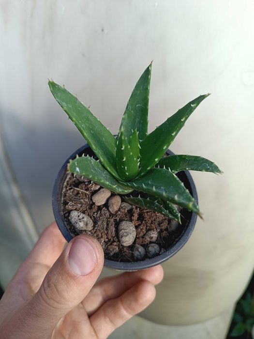 Aloes perfoliata  S
