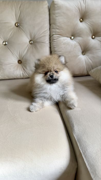 Piękna mini suczka Pomeranian FCI
