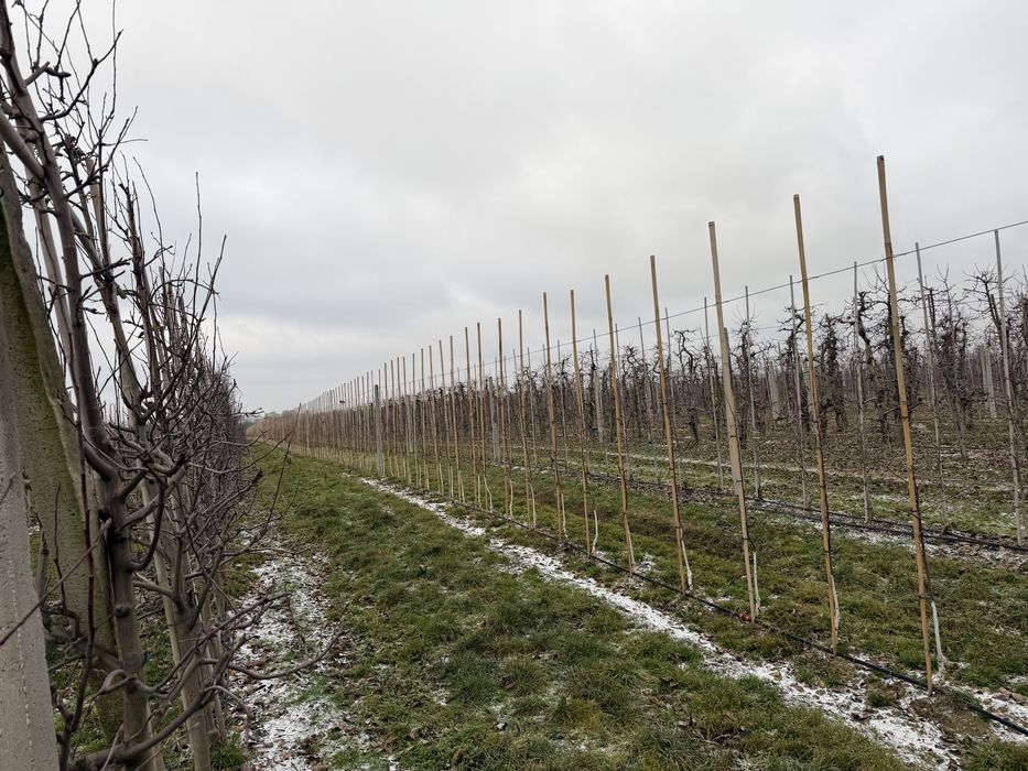 Sad jabłoniowy - Grzymkowice