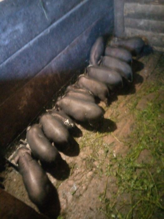 Продаються в'єтнамські поросята їдять все сире і варене.
Ціна 1300гр.