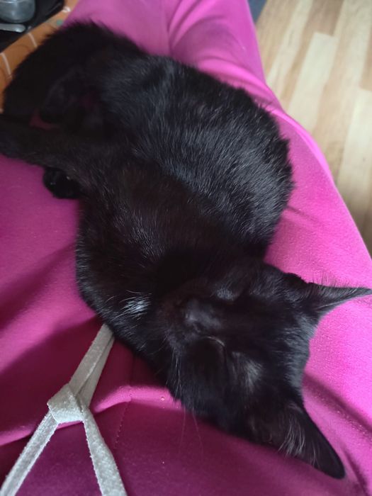 Młoda czarna koteczka