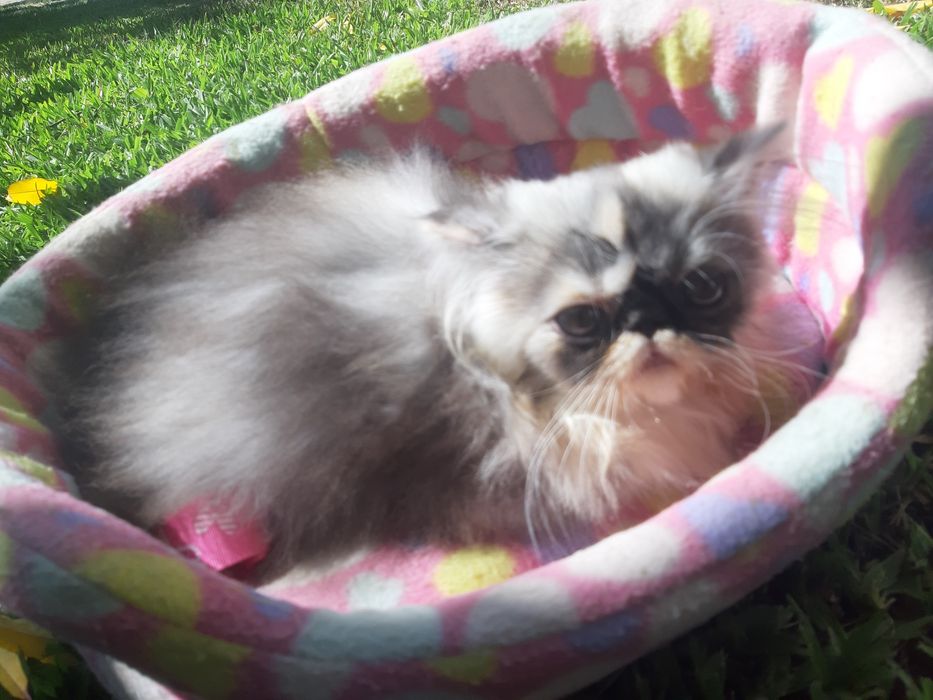 Gatinha tricolor tartaruga