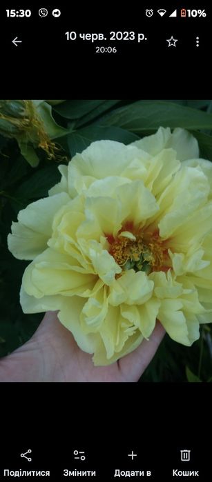 Рослини з мого саду недорого