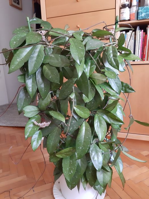 Duża kwitnąca  hoya