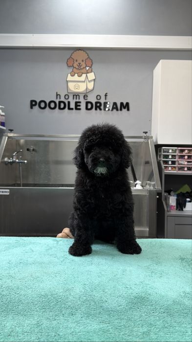 Imperdível!!! Linda puppy de Caniche/Poodle medio procura novo dono!!!