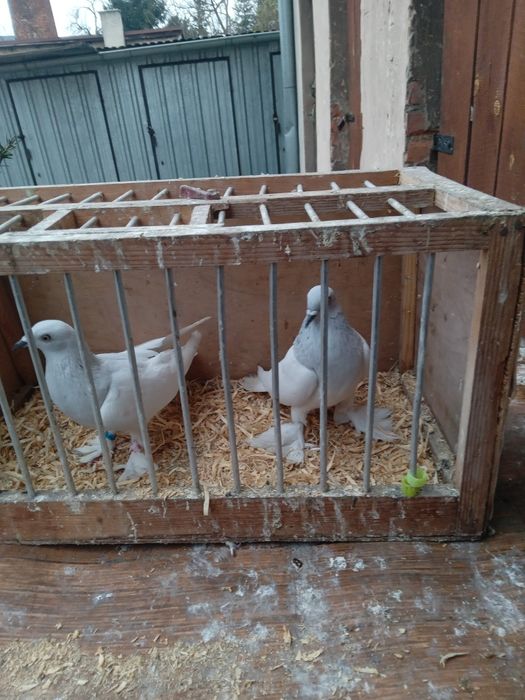 Sprzedam gołebie ozdobne