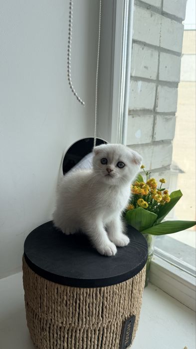 Шотландські кошенята Золота та Срібляста шиншила (Чернігів)