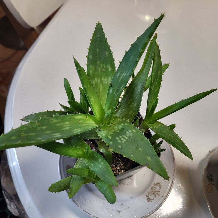 Продається алое різних розмірв