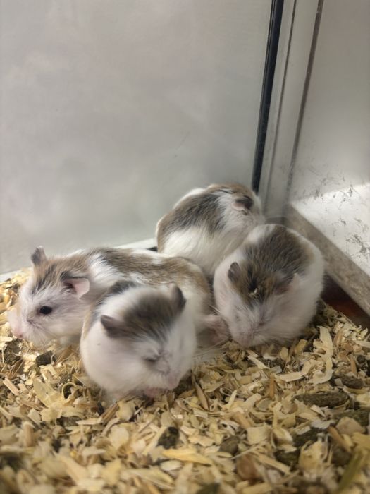 Chomik roborowskiego