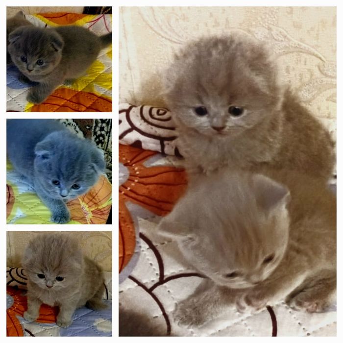 Шотландские котята
