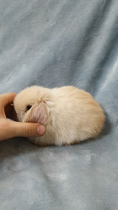 Mini lop króliki karzełek miniaturka baranek hodowla