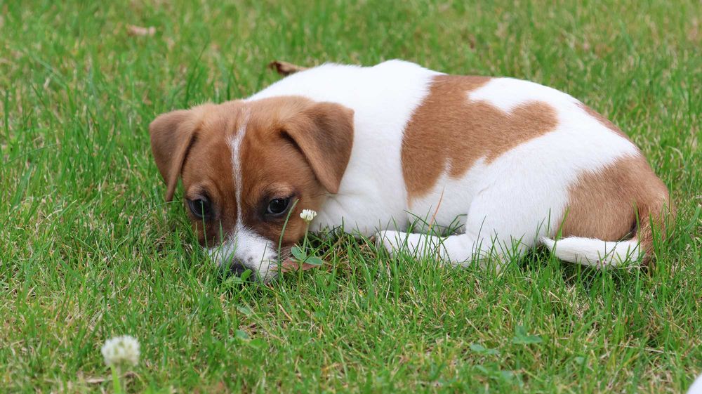 Uroczy Piesek - Jack Russell Terrier z hodowli "BREFIO"/ bada. genet./odbiór