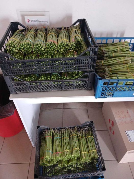 Продам свіжозрізану спаржу