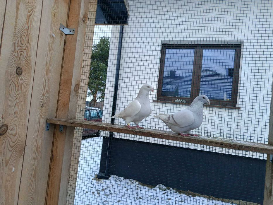 Gołębie standard standardy