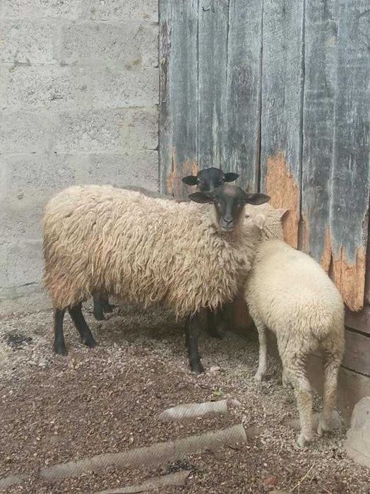 Ягнята, вівці, барани