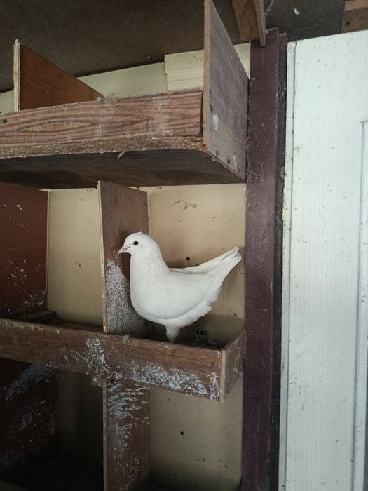 Sprzedam Gołębie Kingi