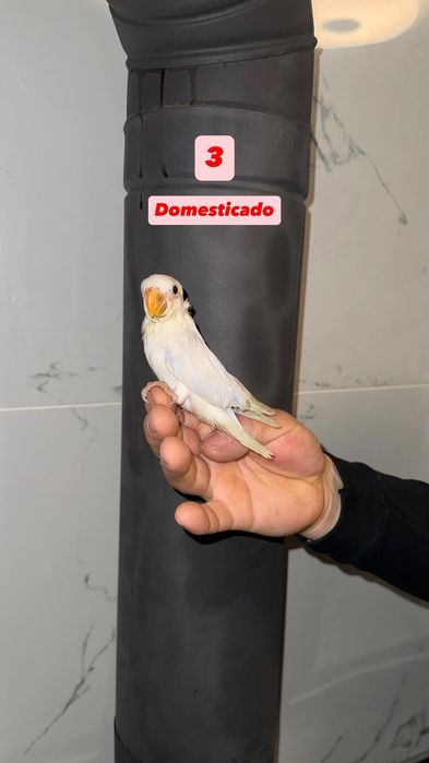 Agapornis roseicollisn domesticados