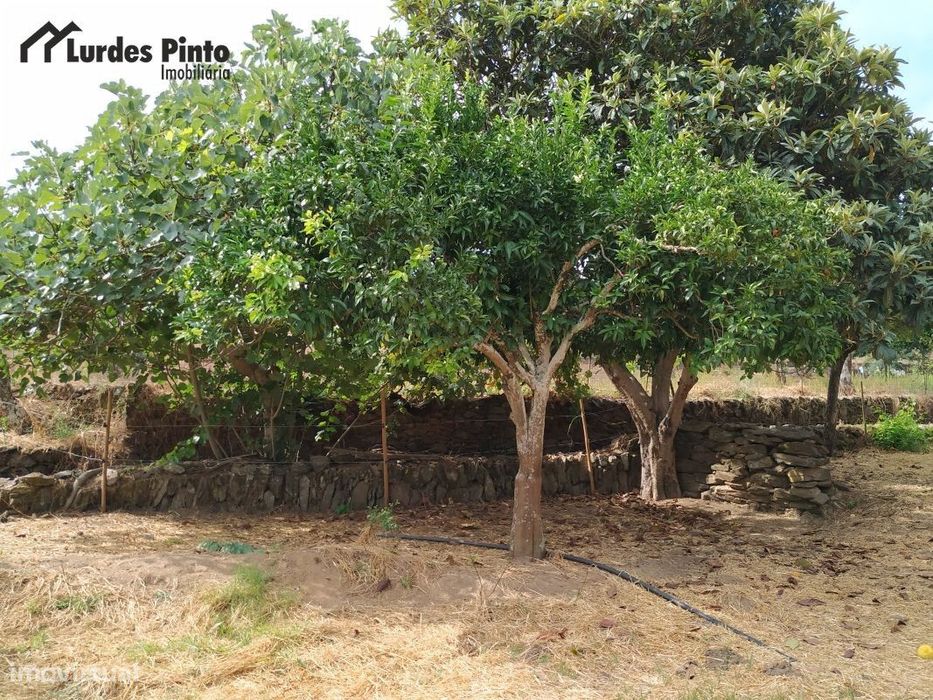 Quinta com muitas árvores de fruto