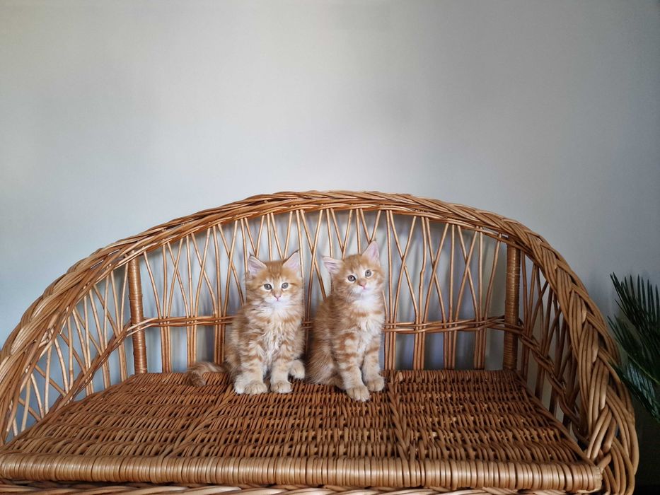 śliczna kociczka Maine Coon