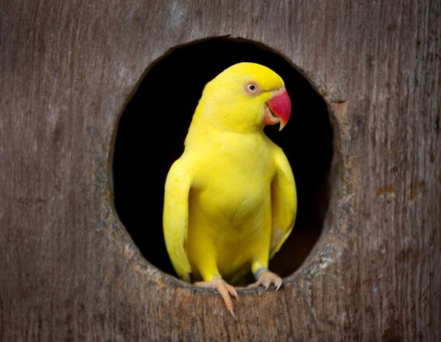 RingNeck Amarelo M/F