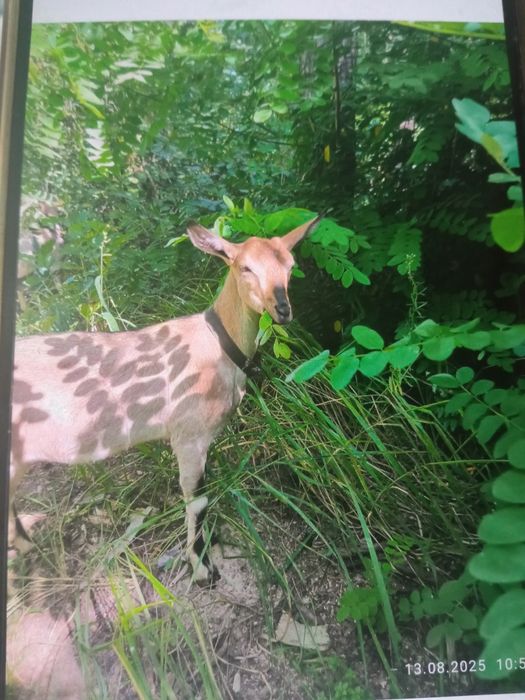 Альпiйска коза козочка дойна коза козел