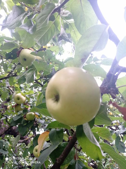 Sprzedam gruszki (oraz ziemniaki,ogórki,chrzan, śliwki,jabłka)