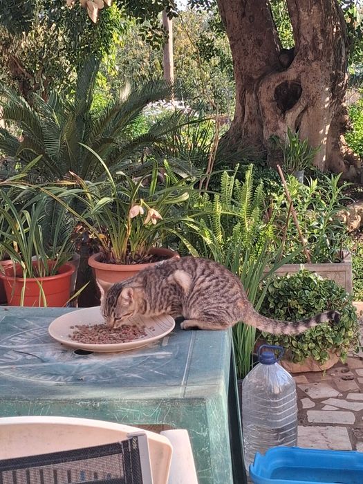 Gato, de seis meses, para adoção responsável.