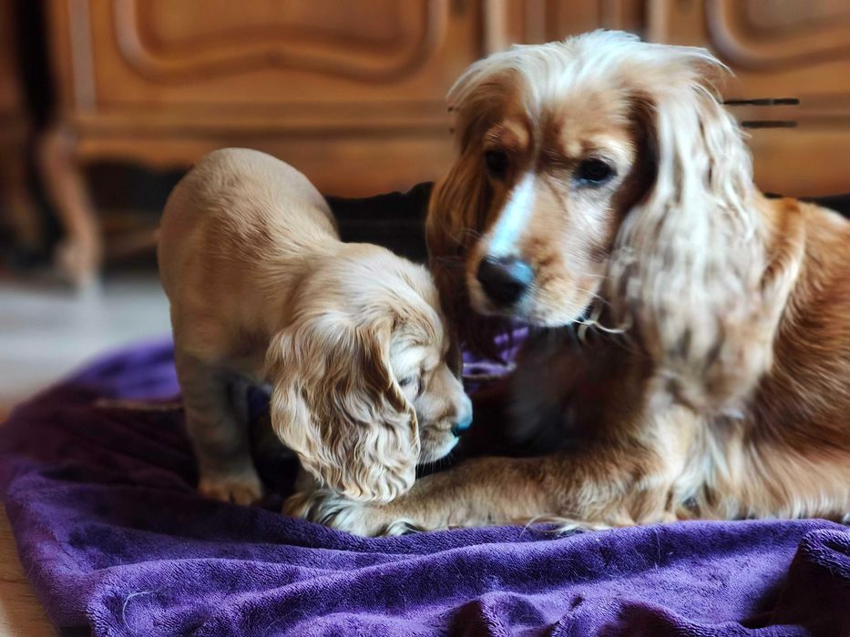 Sunia Cocker Spaniel Angielski - pełny rodowód