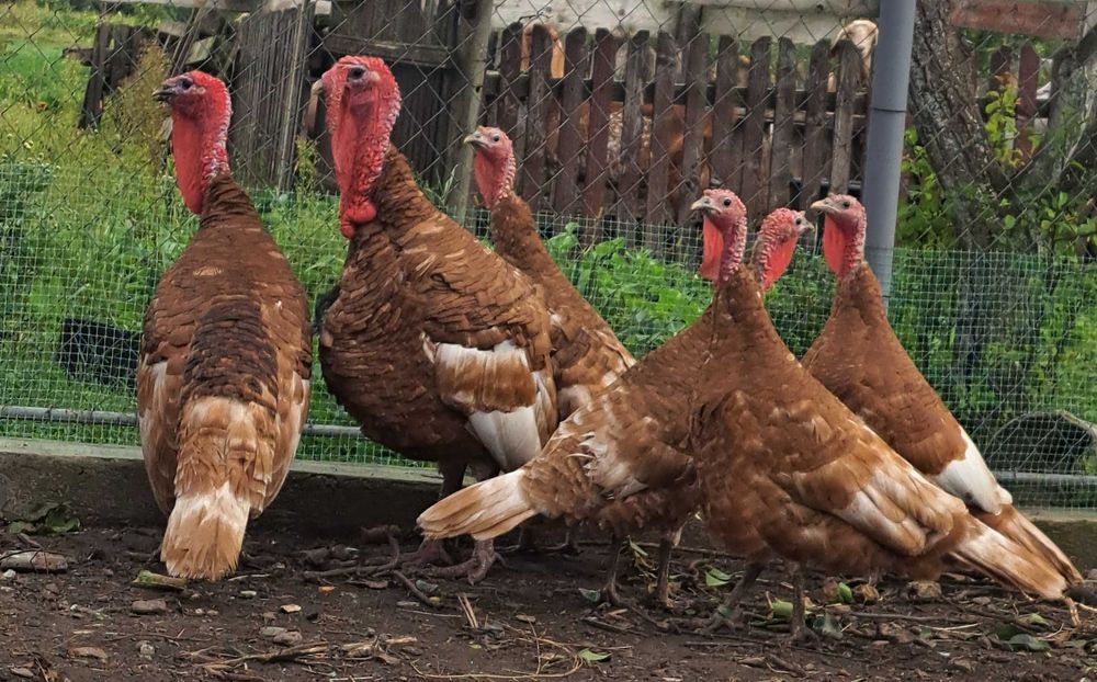 Сім'я індиків - червоний бурбон.