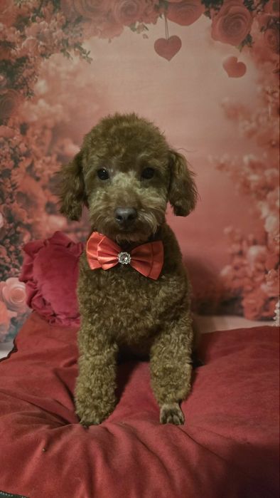 Pudel  miniaturai wychowywany z sercem