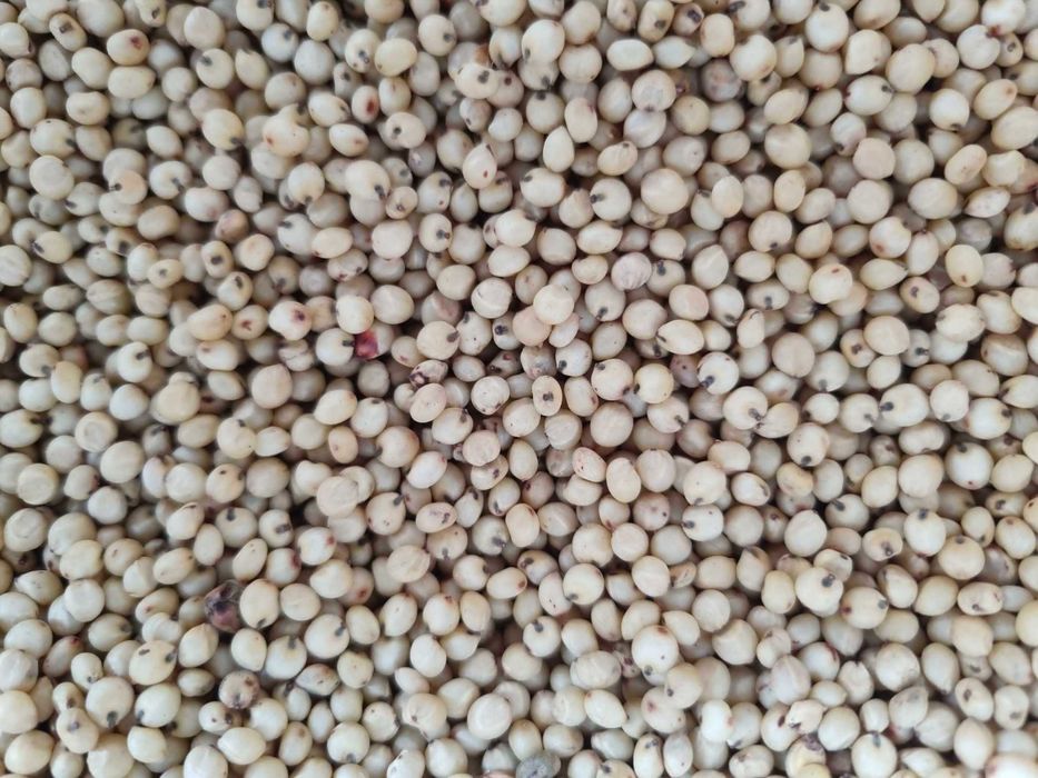 Dari // sorgo białe - ziarno dla ptaków 25 kg