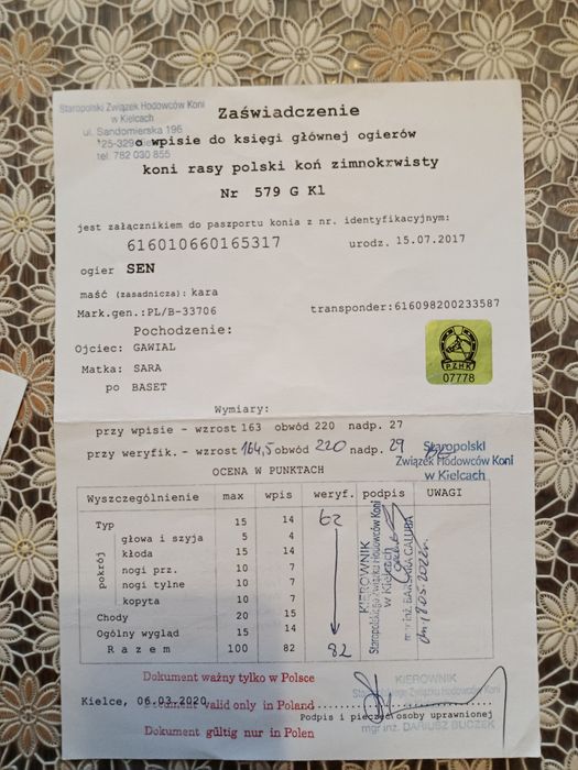 Ogier zimnokrwisty 97% krwi sztumskiej