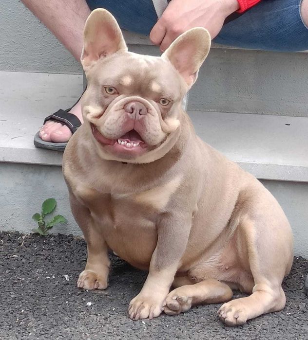 Procuro namorada /montas/acasalar bulldog francês femêa