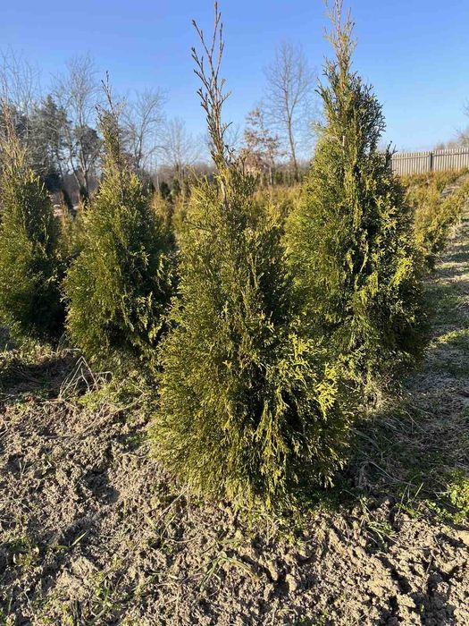 Туя  Смарагд 80 см