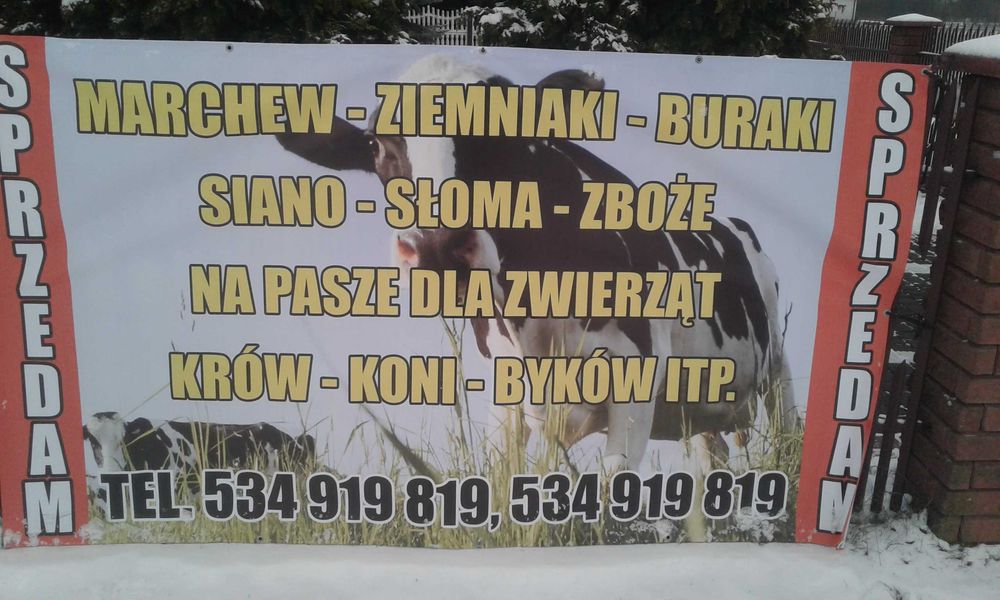 marchew odpadowa paszowa