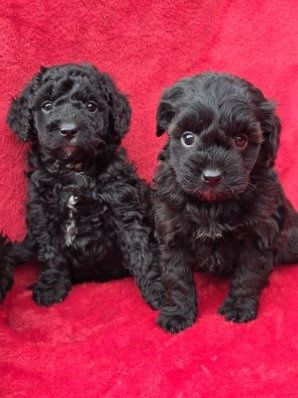 Cavapoo z metryką